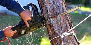 Best Hazardous Tree Removal  in Granite Hills, CA