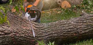 Best Tree and Shrub Care  in Granite Hills, CA