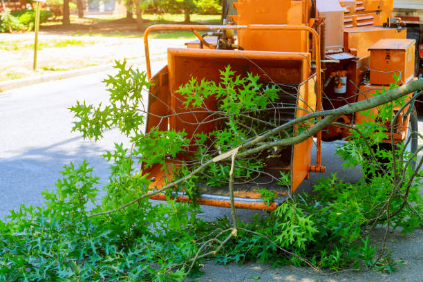 Best Seasonal Cleanup (Spring/Fall)  in Granite Hills, CA