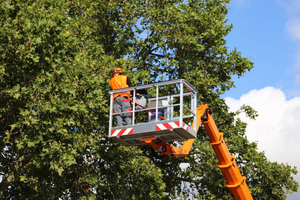 Reliable Granite Hills, CA Tree Care Services Solutions