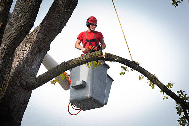 Best Stump Grinding and Removal  in Granite Hills, CA