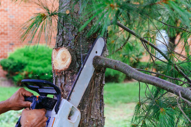 Best Hedge Trimming  in Granite Hills, CA